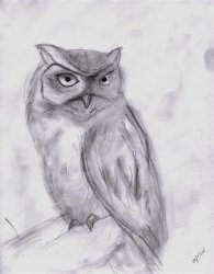 Owl__Medium_.jpg
