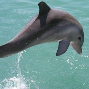 dolphin.JPG