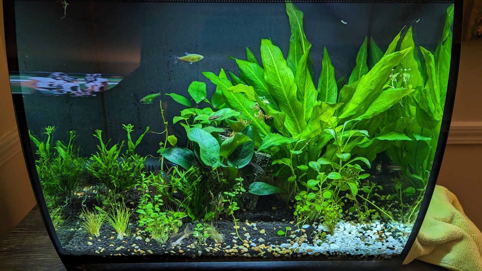 15Gal-withDirt-STillGood.jpg