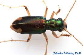 Coleoptera-Carabidae-Tetracha carolina-Carolina Metallic Tiger Beetle (E) -  Urban Programs - El Paso County