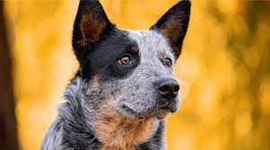 Australian Cattle Dog (Blue Heeler) Breed Info: Facts, Traits, & More