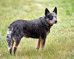 Australian Cattle Dog - Wikipedia