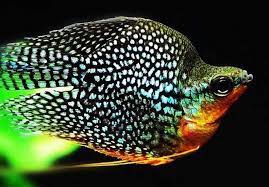 My Home Nature - Premium Balloon Pearl Gourami 4-6cm For... | Facebook