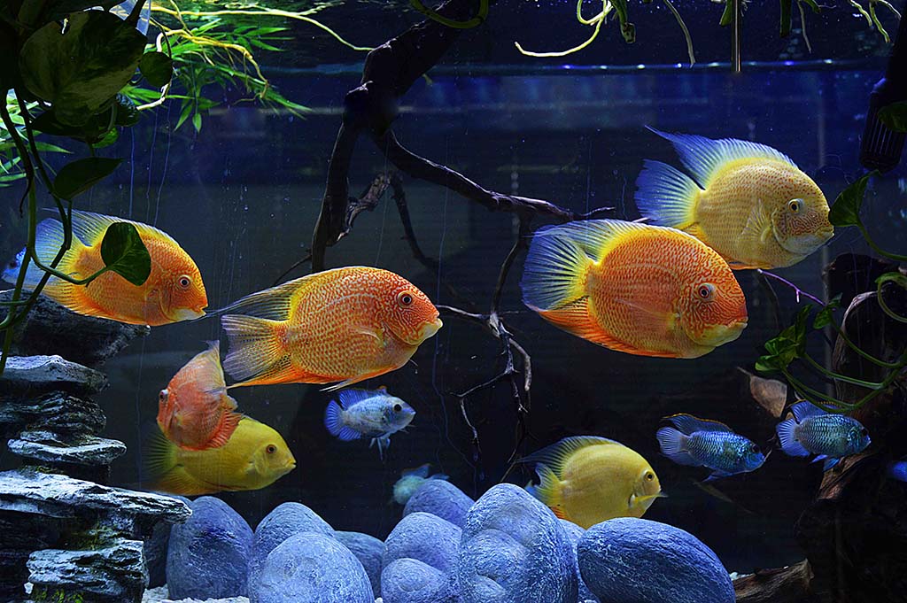 175 Severum-Acaras.jpg