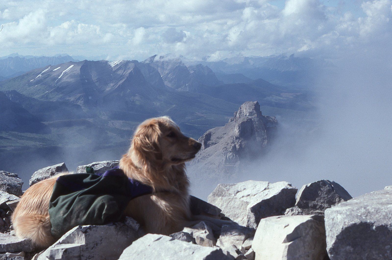 1995_Orig_Pika-Crowsnest-3200-083.jpg