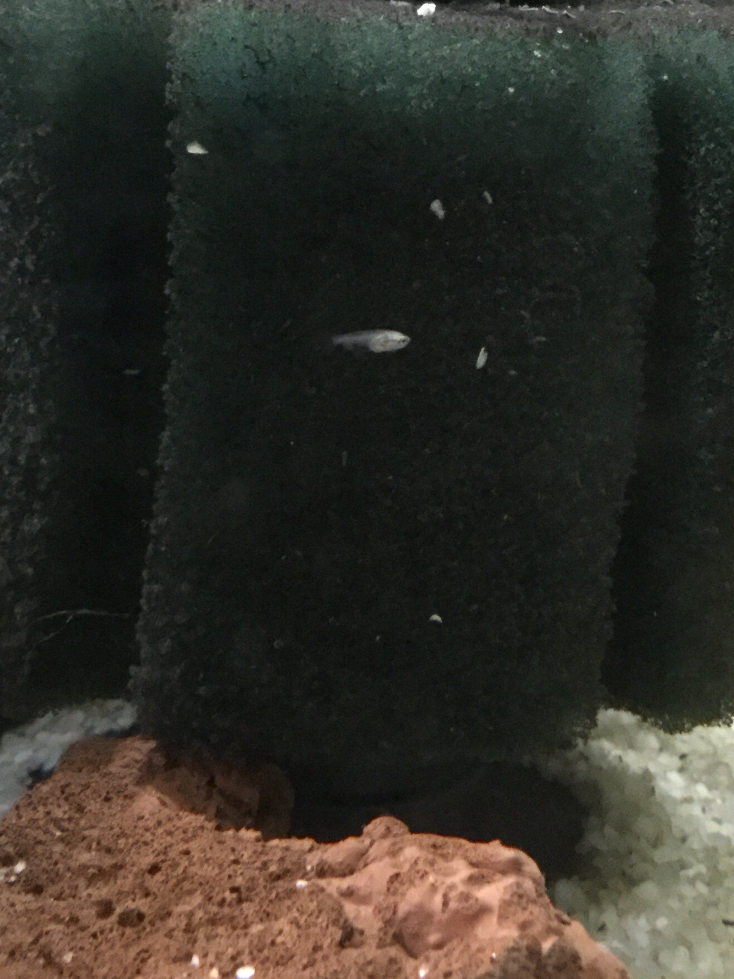 2 week old betta fryB.JPG