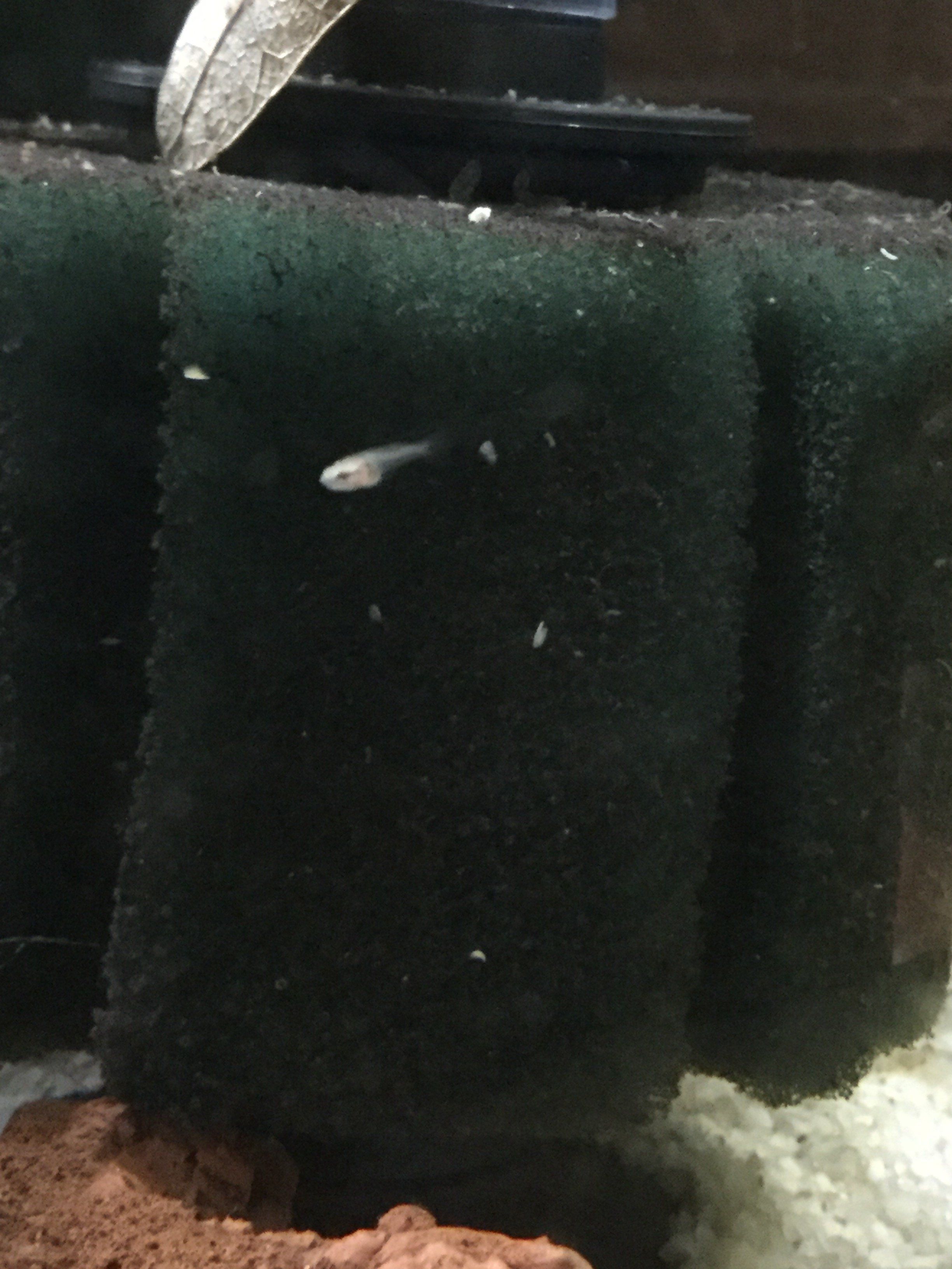 2 week old betta fryC.JPG