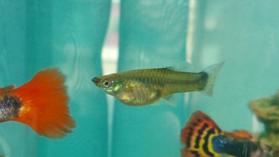 Pregnant guppy or just fat | Tropical Fish Forums 🐠