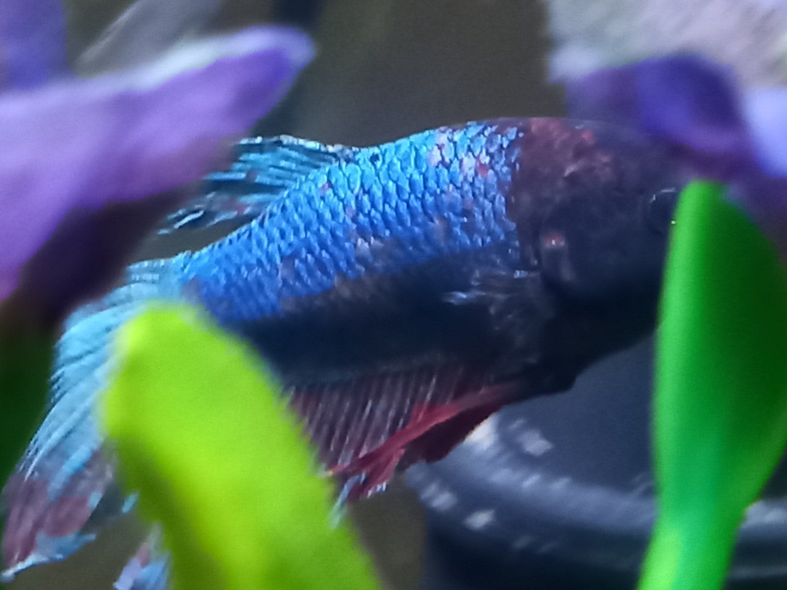 betta-with-red-markings-and-weird-white-dot-tropical-fish-forums