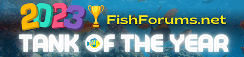 2023-fishforums-toty.png