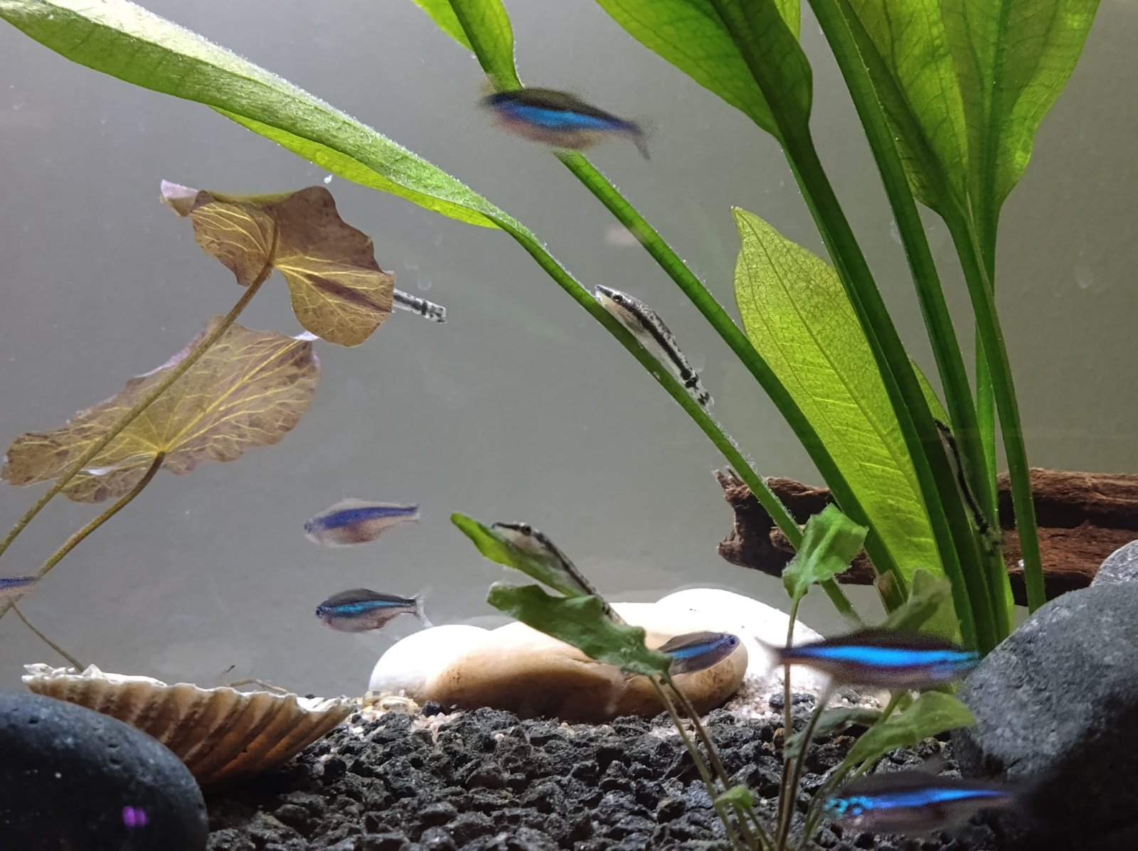 20241122 arrival day of Otos plant leaves have some substance on them.jpg