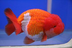 250px-Goldfish_Lionchu_first_orize_winner.jpg