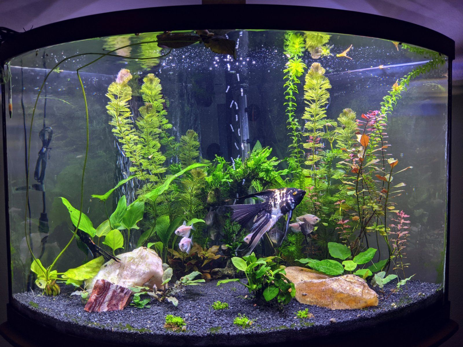 36Gallon_Feb2021_TFF_TOTM2.jpg