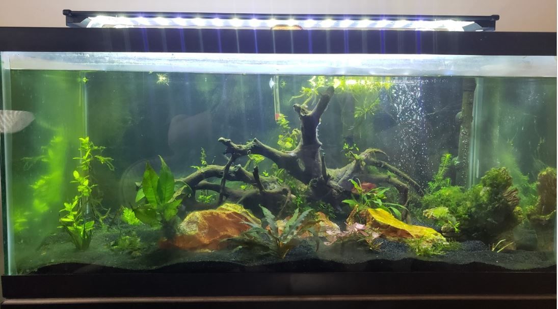 40 gallon breeder cycling cropped.JPG