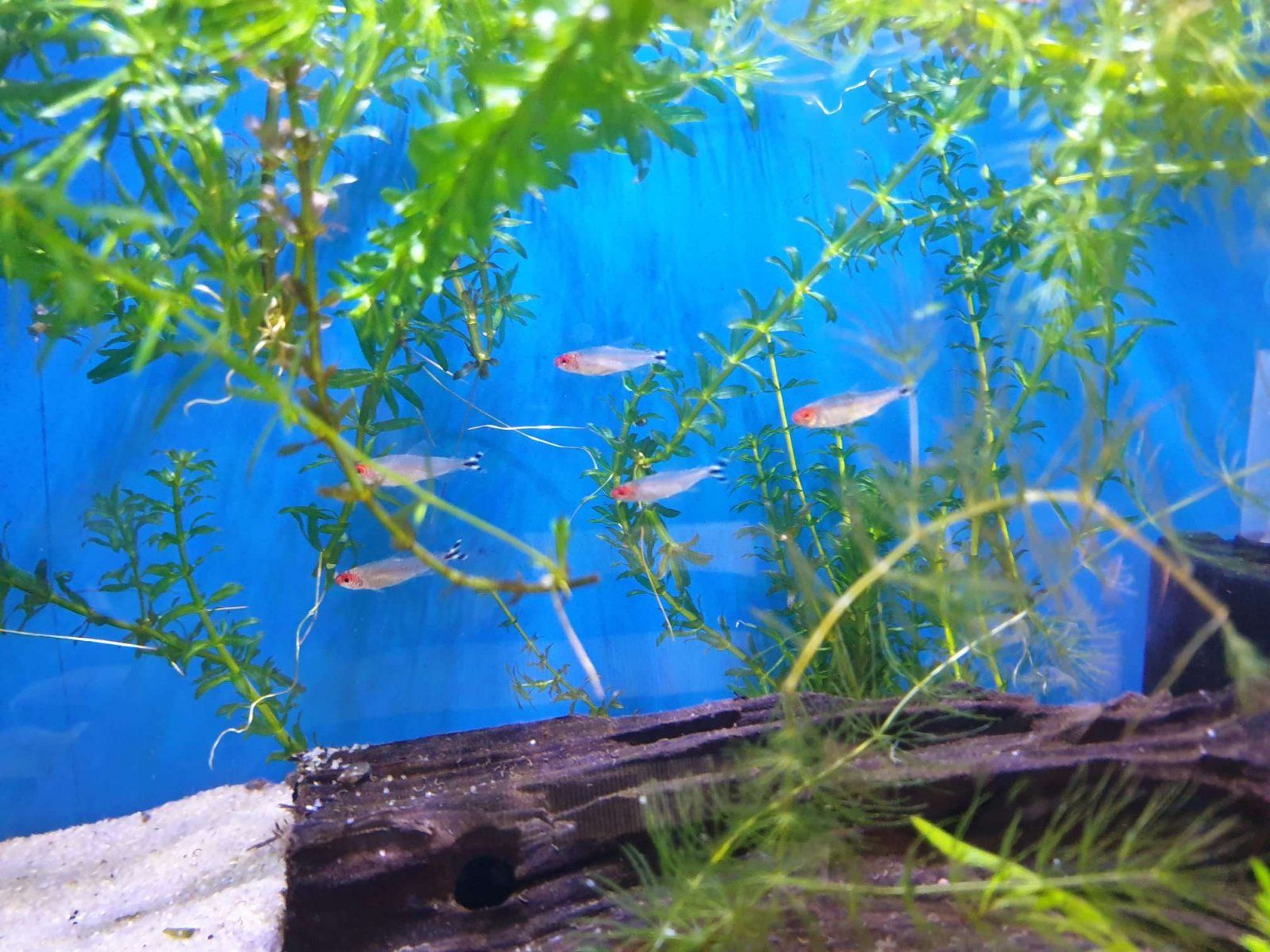 5 tetras alone.JPEG