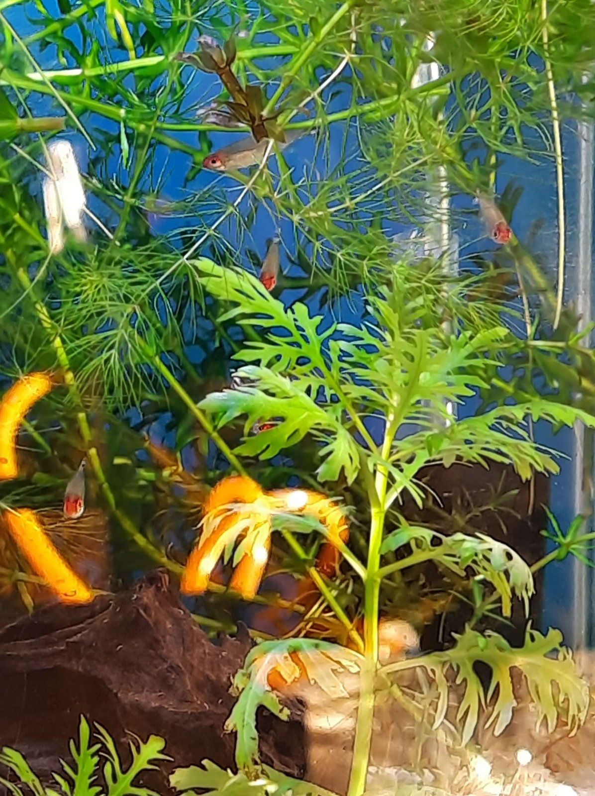 5 tetras schooling.JPEG