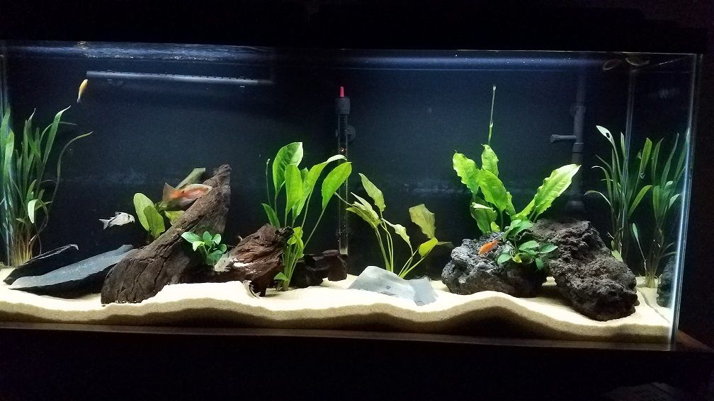 55gal.jpg