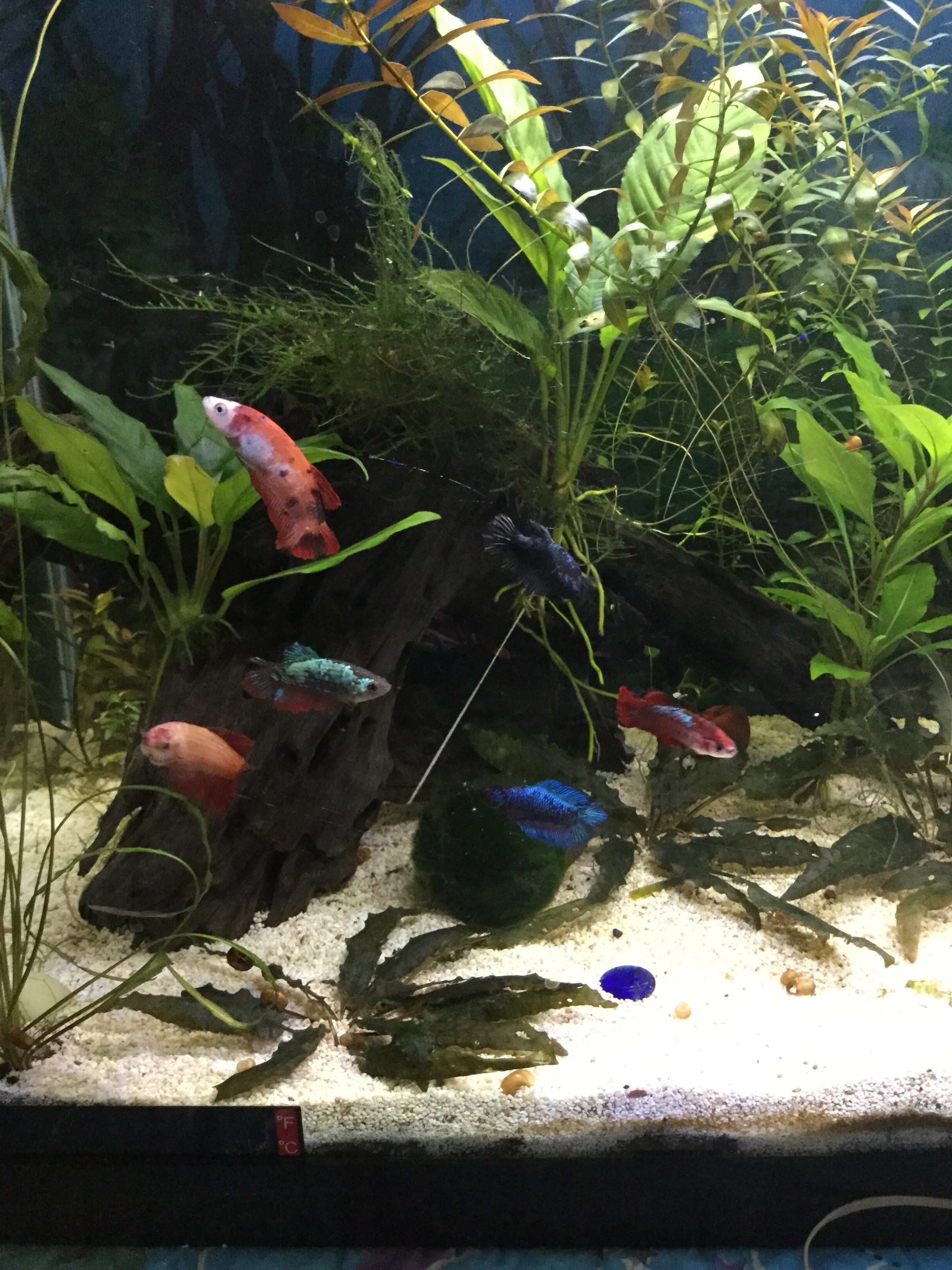 6 female bettas.JPG