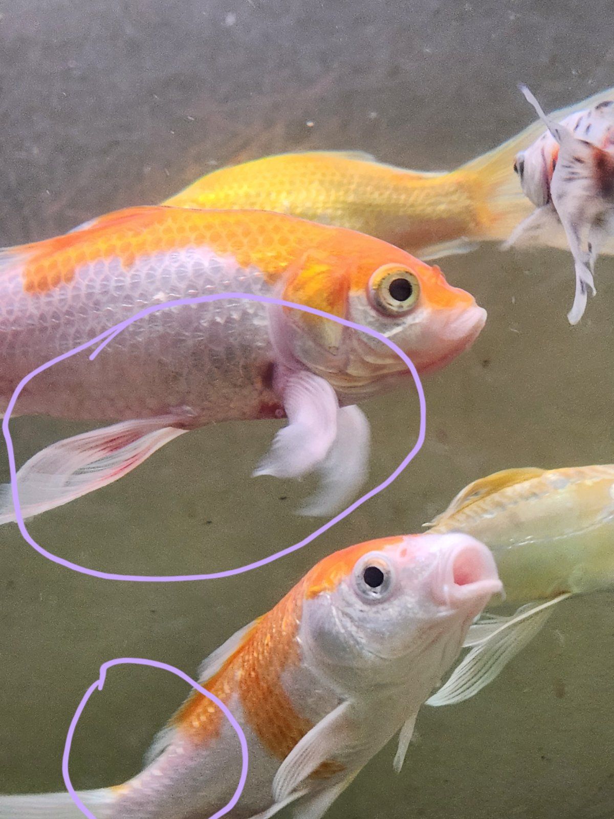 Red spots on fish? Help!!! | Fish Forum