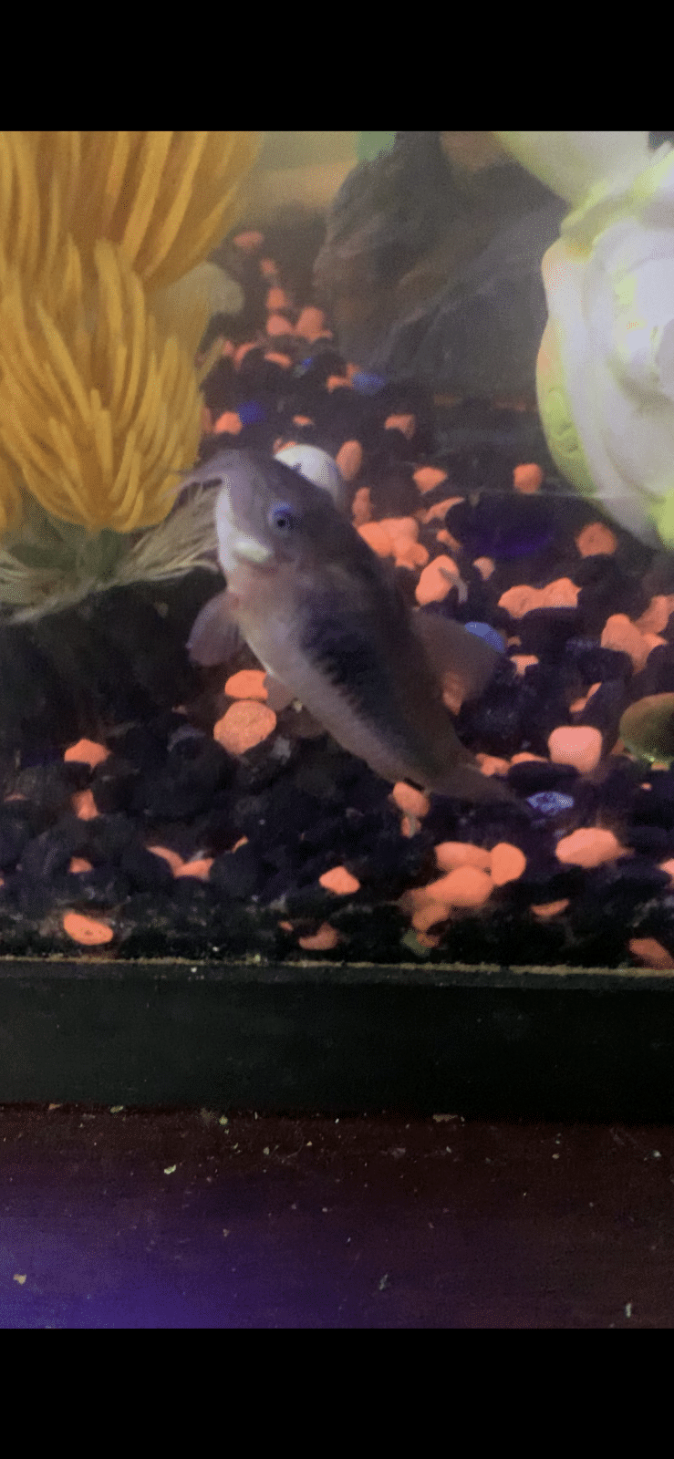 My cory catfish keeps floating upside down?? Tropical