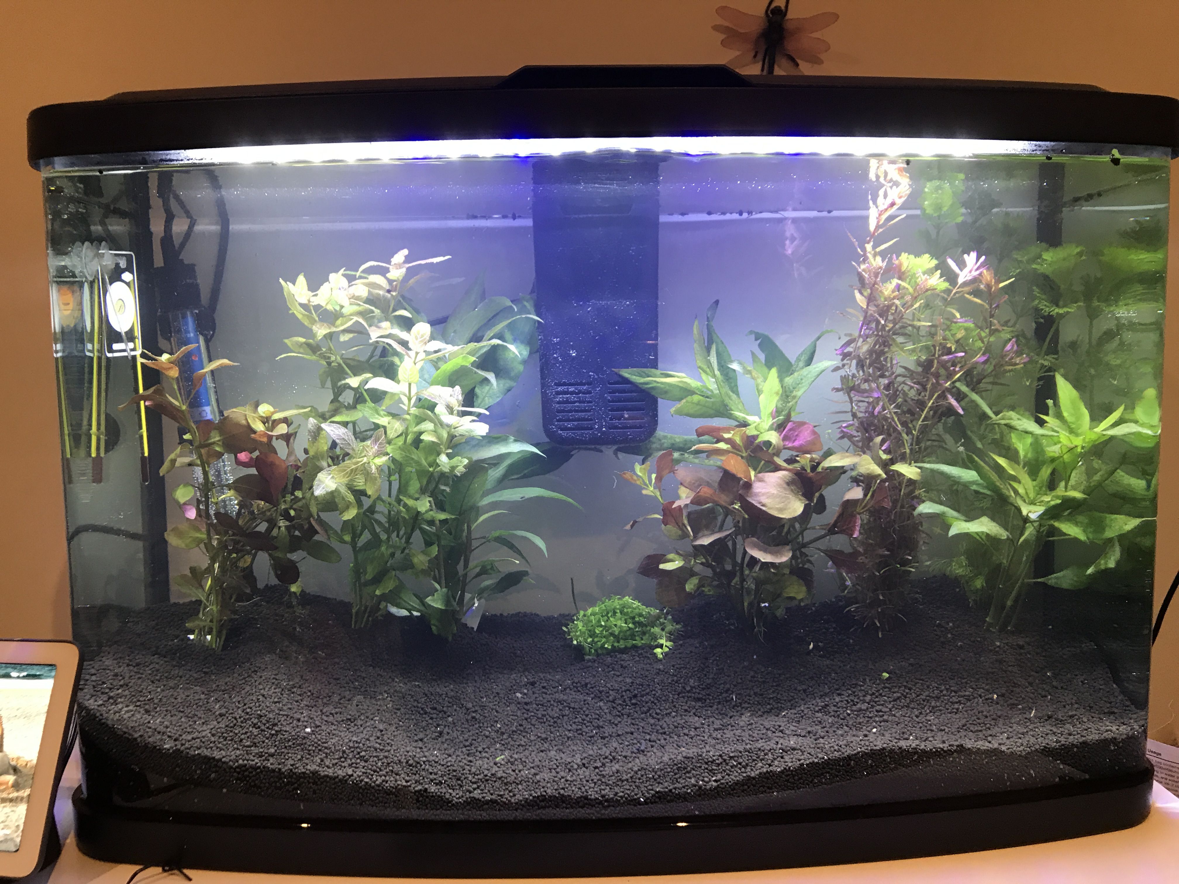 New 15 Gallon Aquarium Any Stocking Ideas Or Tips Tropical Fish Forums