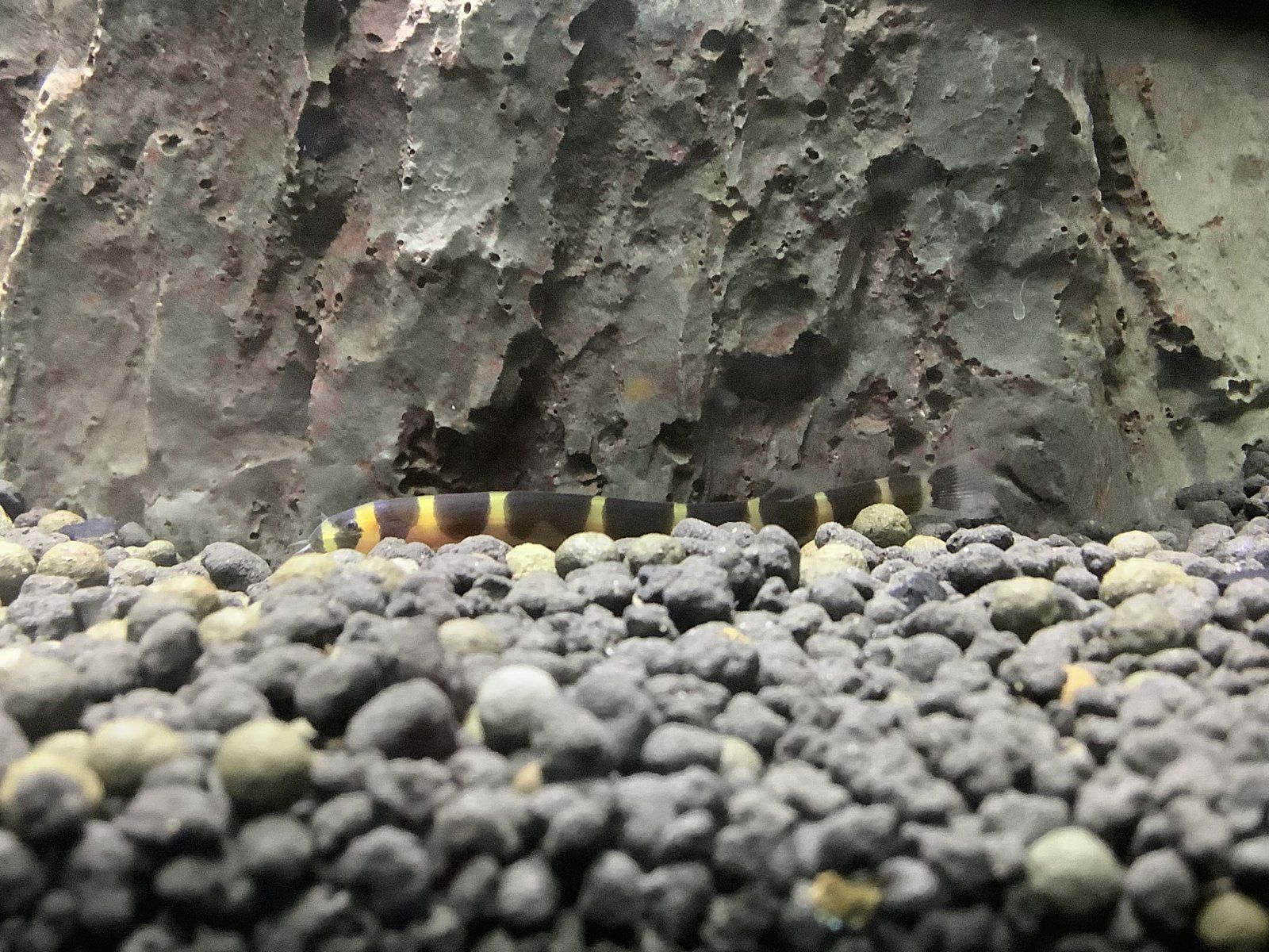 How to breed kuhli loaches? | Tropical Fish Forums 🐠