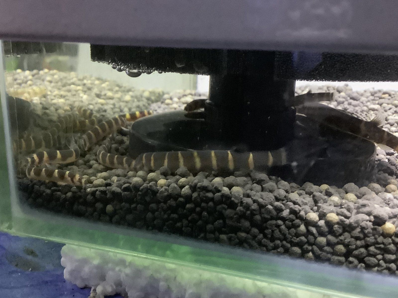 How to breed kuhli loaches? | Tropical Fish Forums 🐠