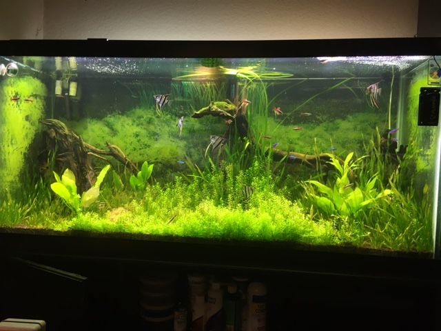 75 Gallon.JPG