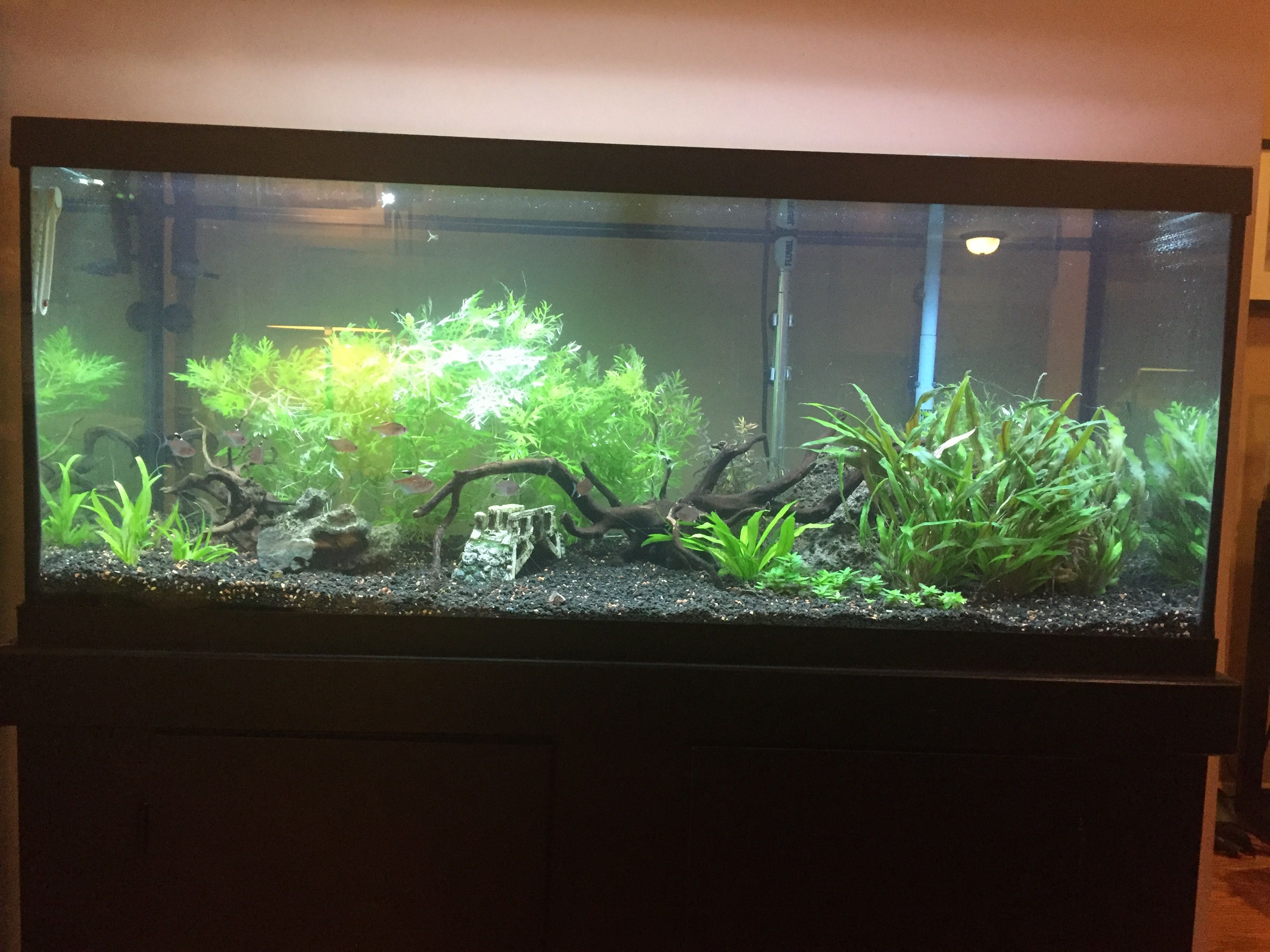 75g1June.JPG