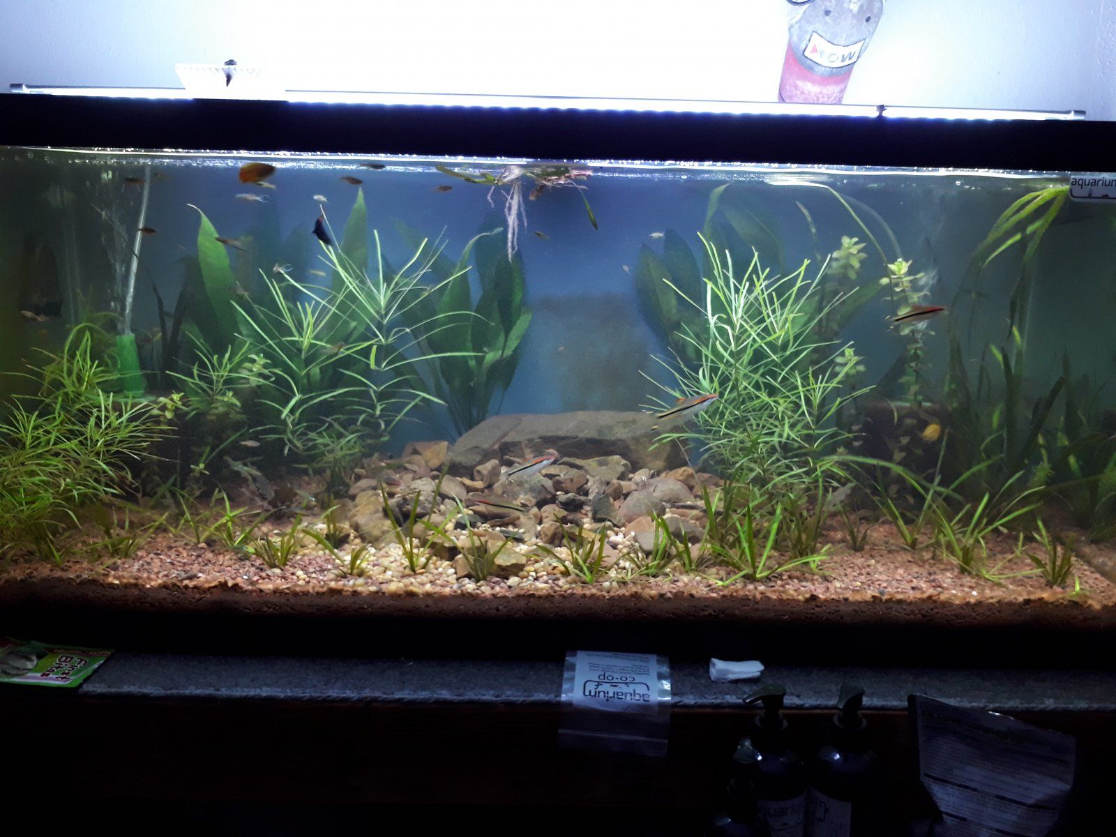 75gal_Rescape_oo4.jpg