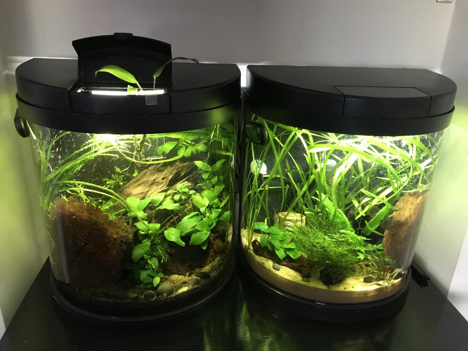 1.8 gallon/7 litre fish tank ideas? | Tropical Fish Forums