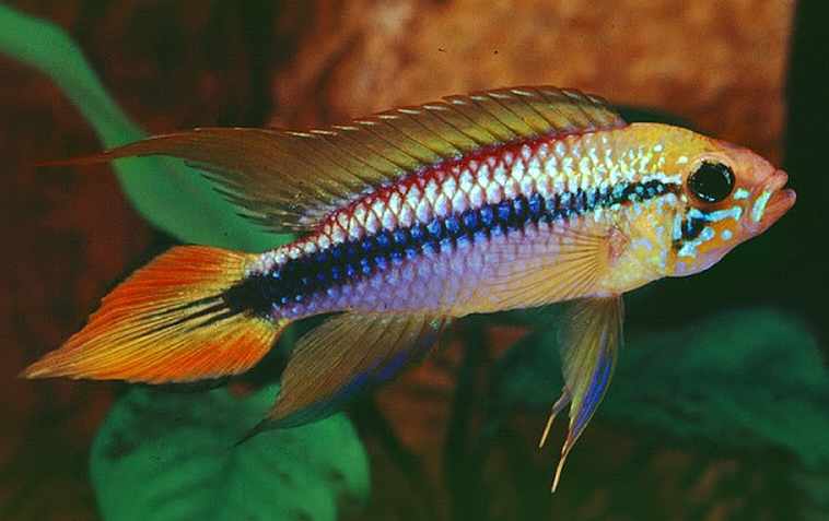 Agassizs-Dwarf-Cichlid-Apistogramma-agassizii.jpg