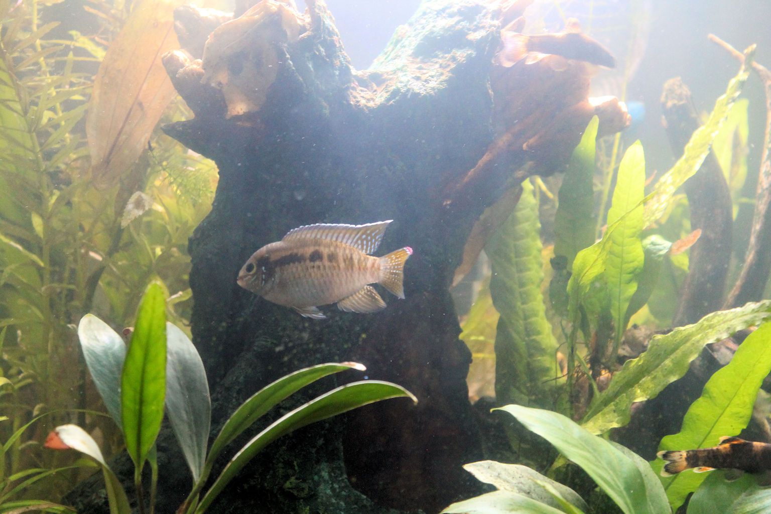 almost mature cichlid-small.JPG