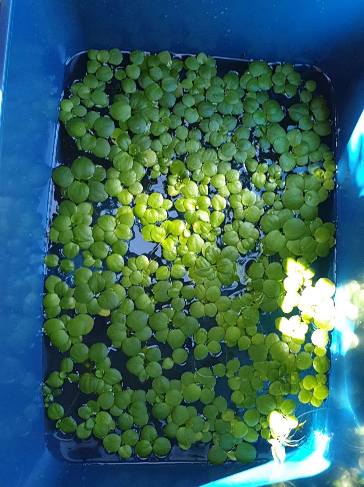 amazon frogbit in 10g storage box.JPEG