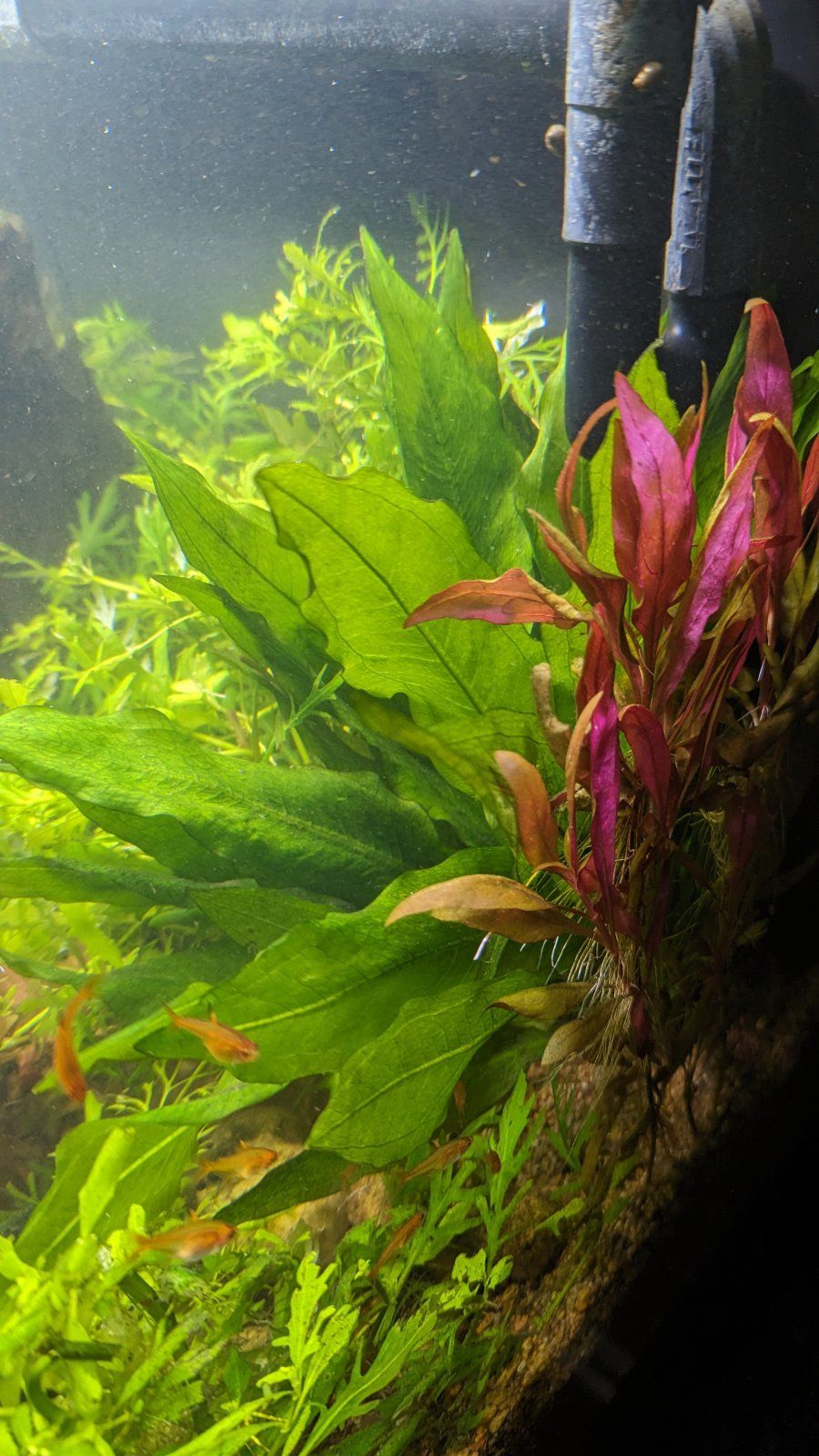 amazonswordfrom15gal10Feb24.jpg