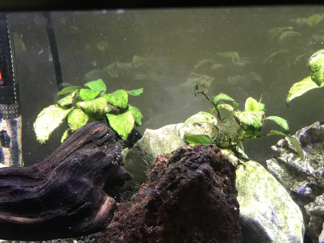 Anubias with log.jpg