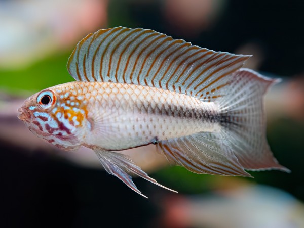 Apistogramma_lineata_600x600.jpg