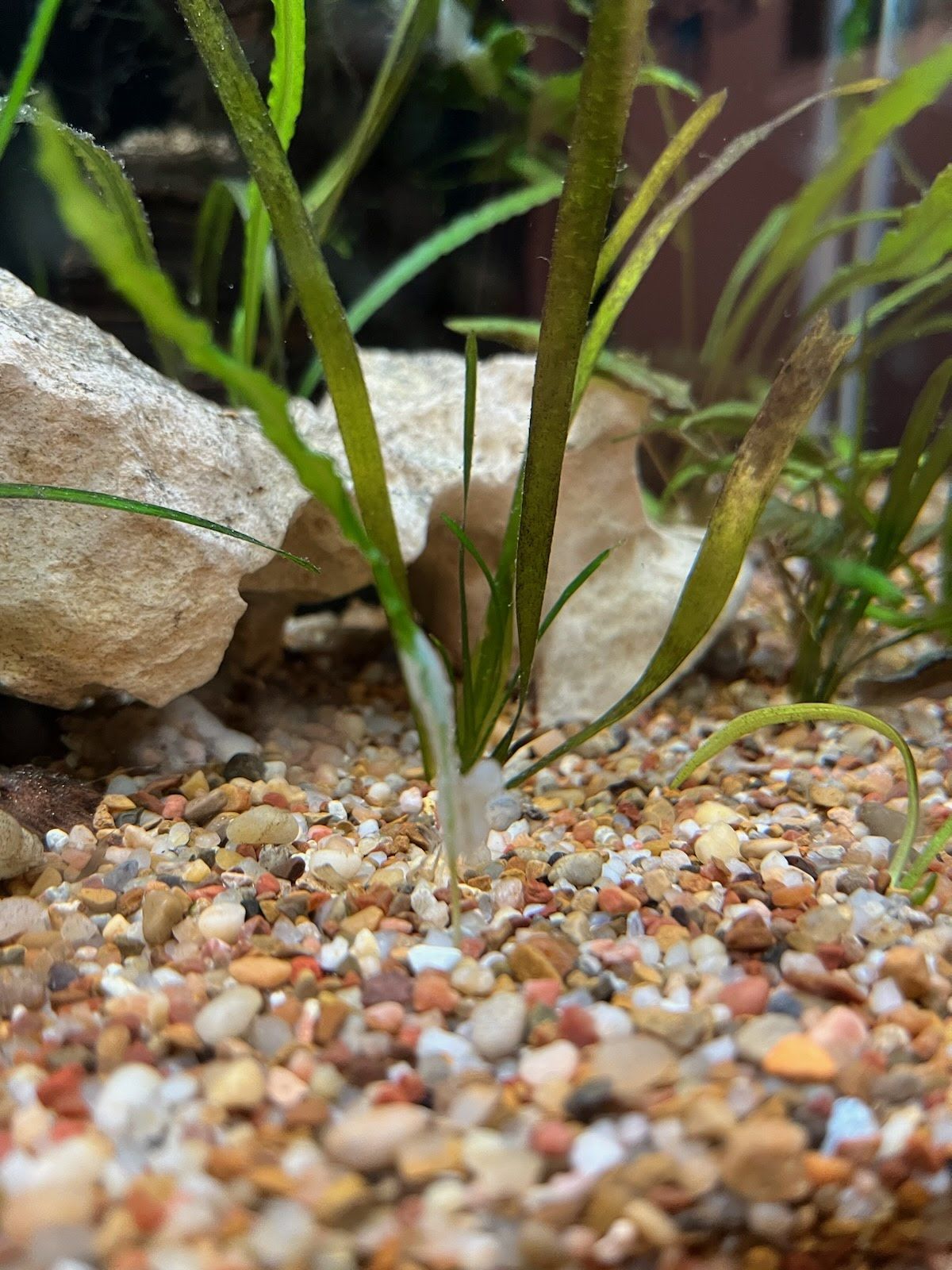 Aquarium Plant Fuzz.jpg