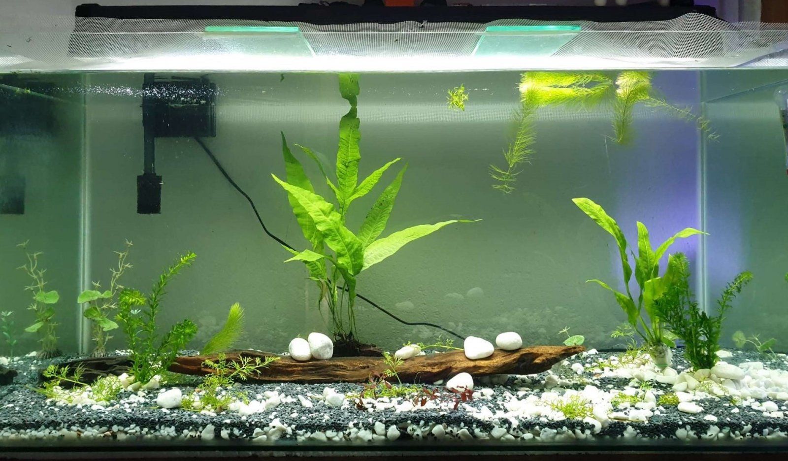 aquarium update hornwort and amazon sword.JPEG