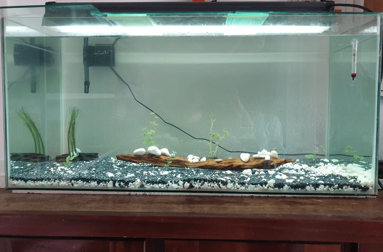 aquarium update.png