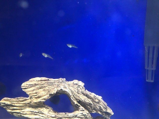 Baby Gourami Fry.jpg