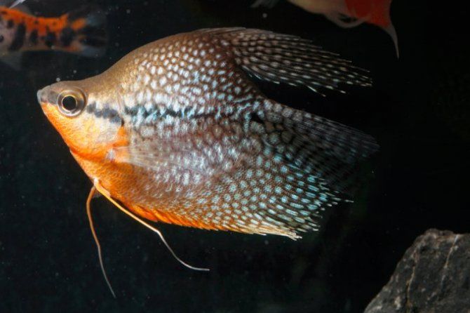 balloon gourami.jpg