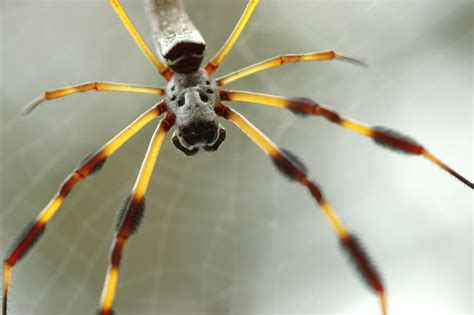 banana spider.jpg