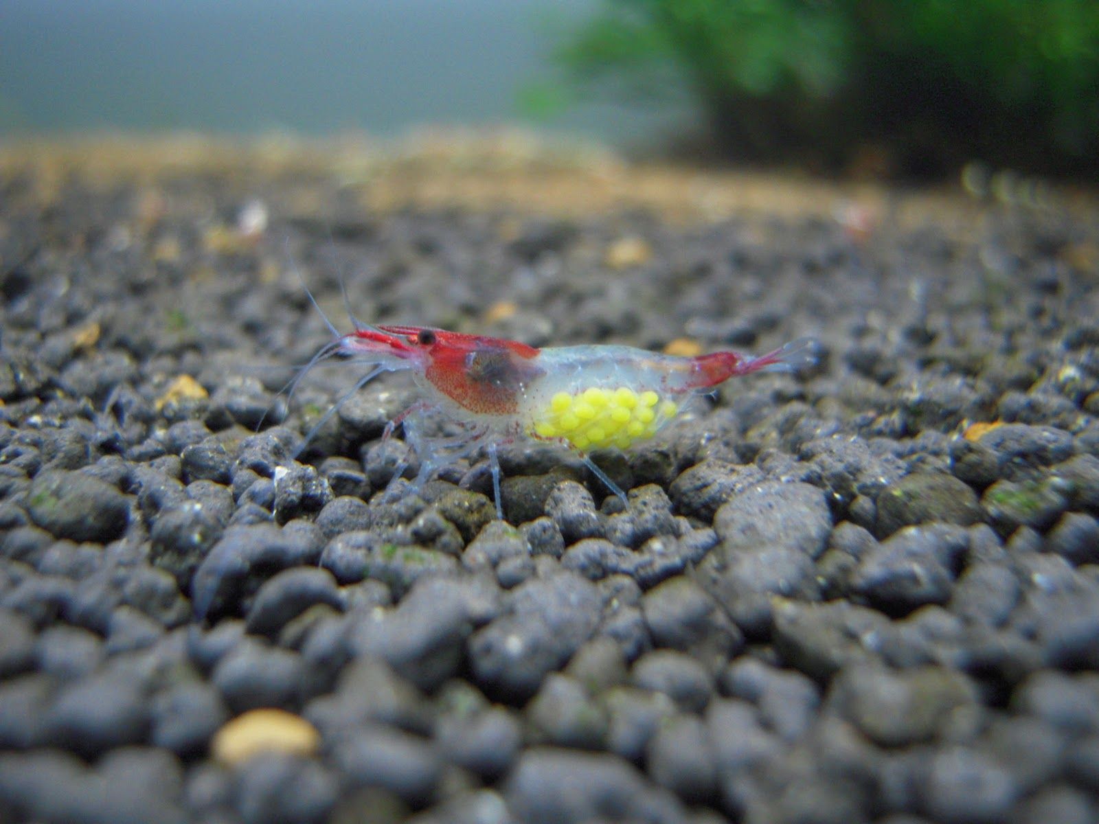 berried rili shrimp.JPG