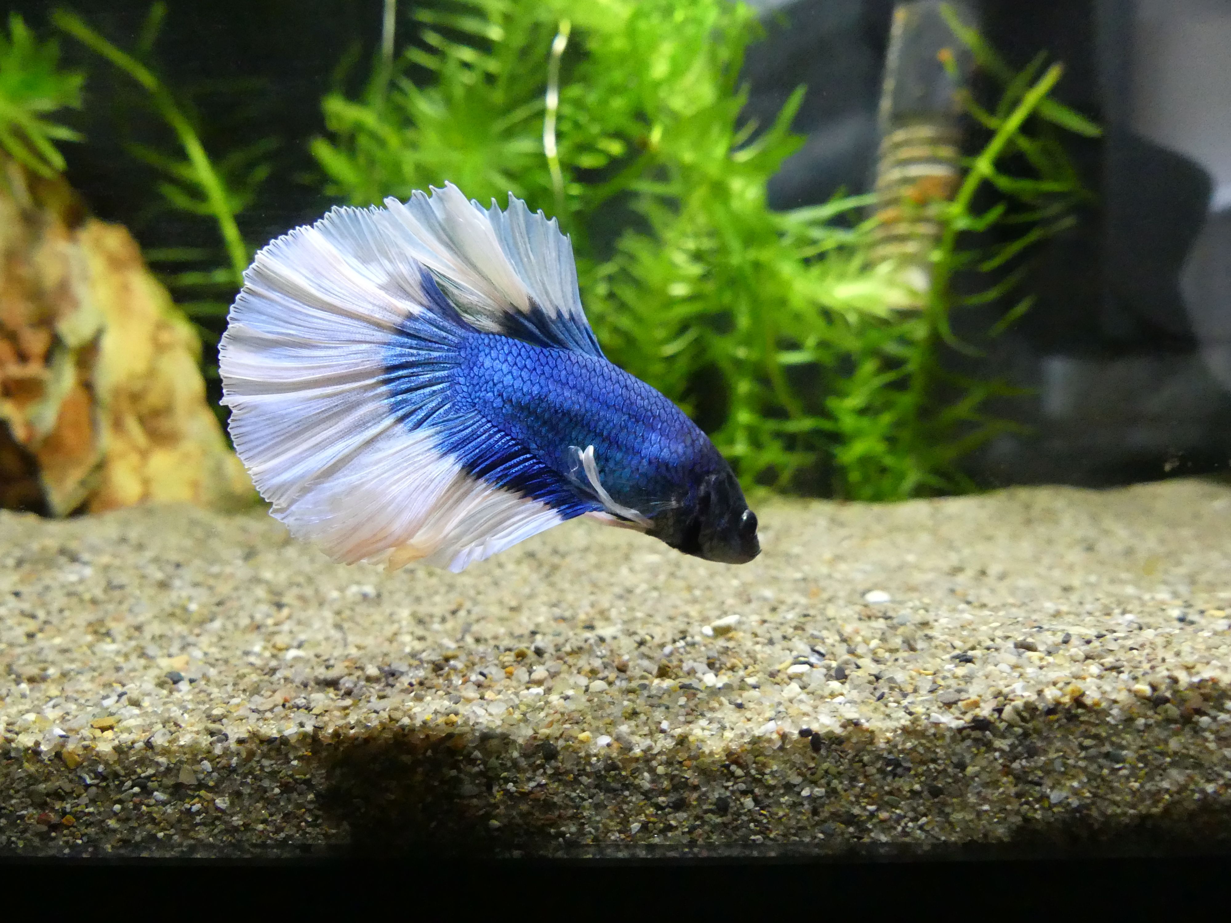 Betta 2.JPG