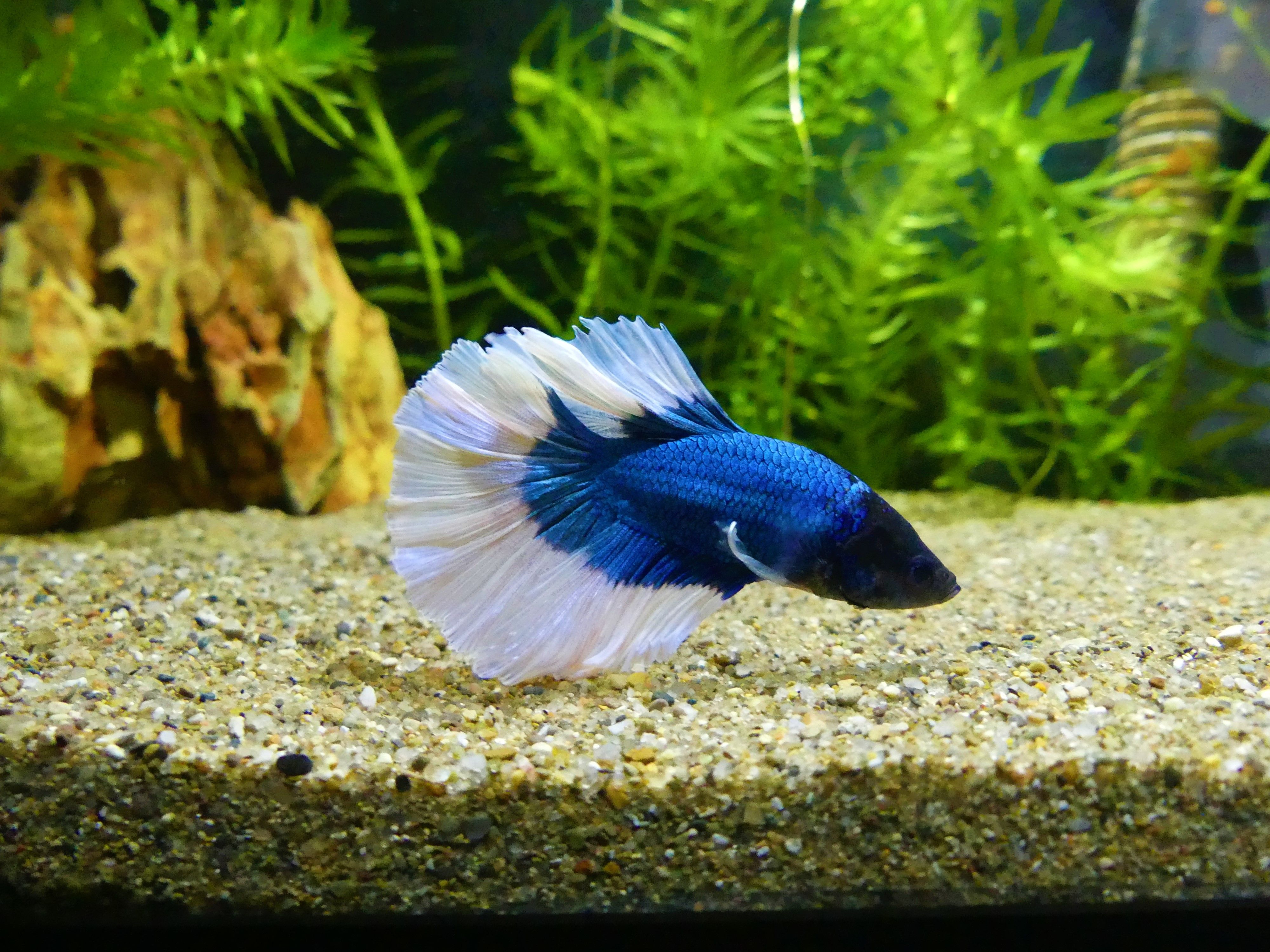 Betta (3).JPG