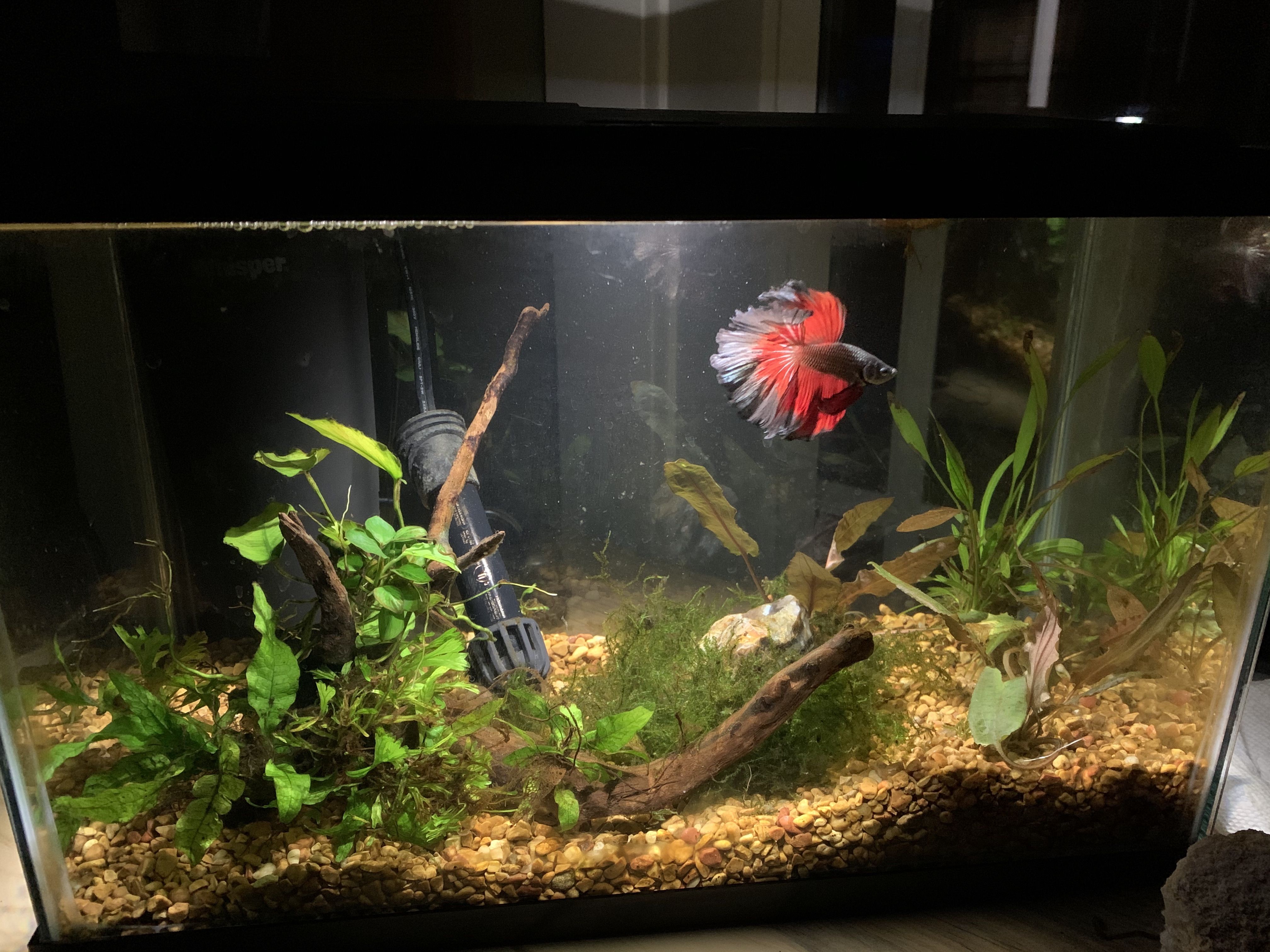 Betta Full Tank.jpg