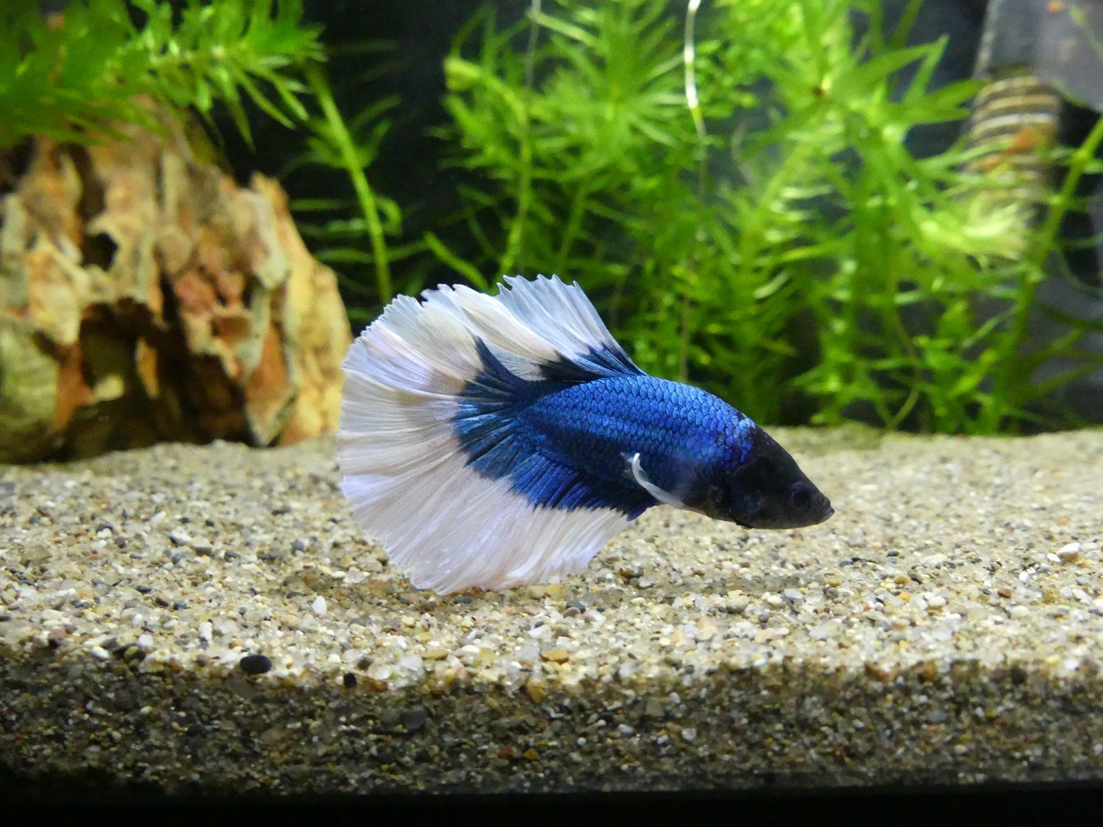 Betta.JPG