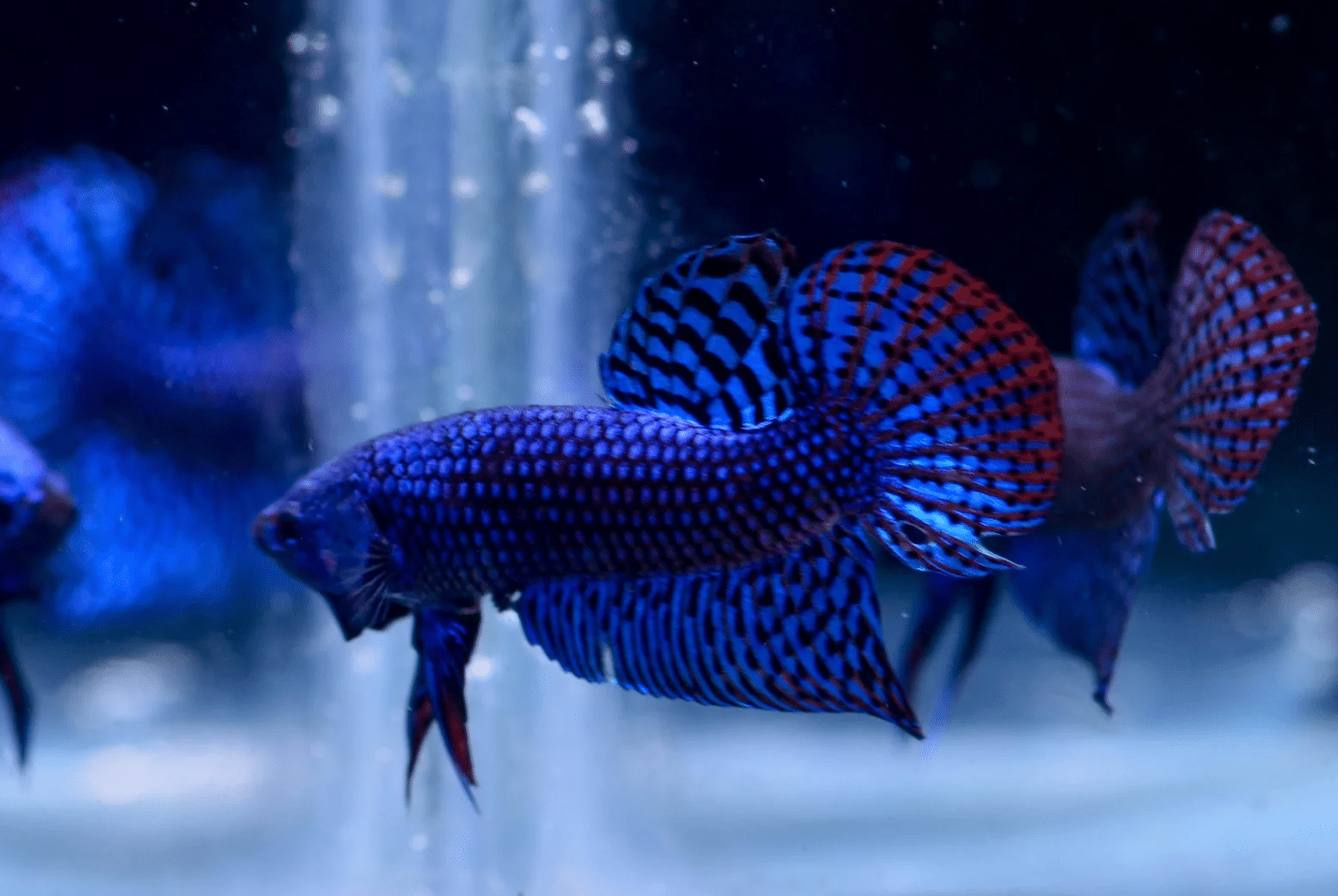 Betta.png