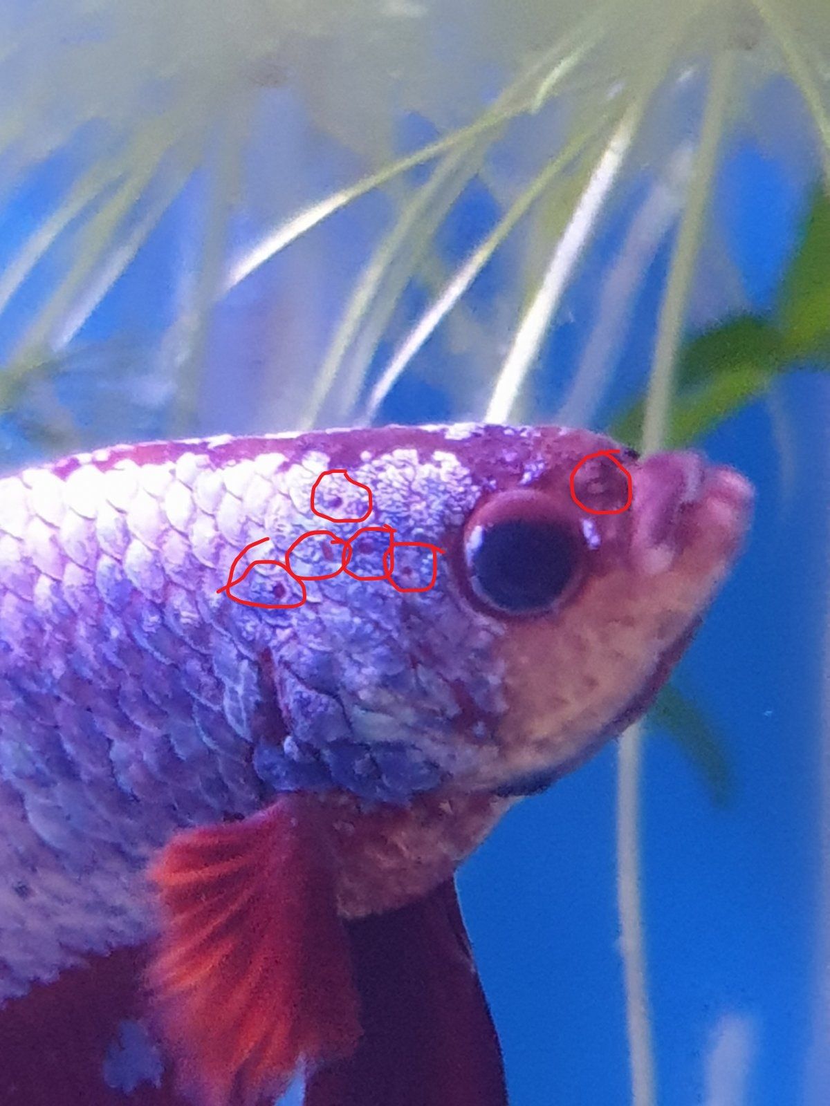 betta with hole in the head.jpg